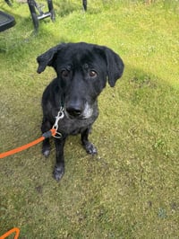 Pepper - Photo 2