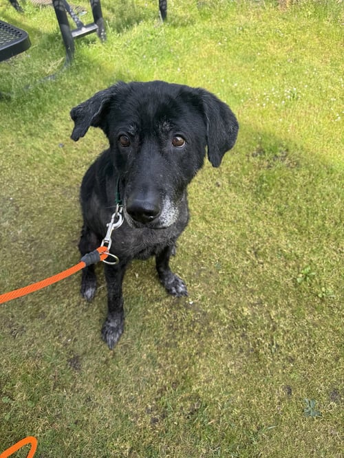 PEPPER - Labrador Retriever available for adoption