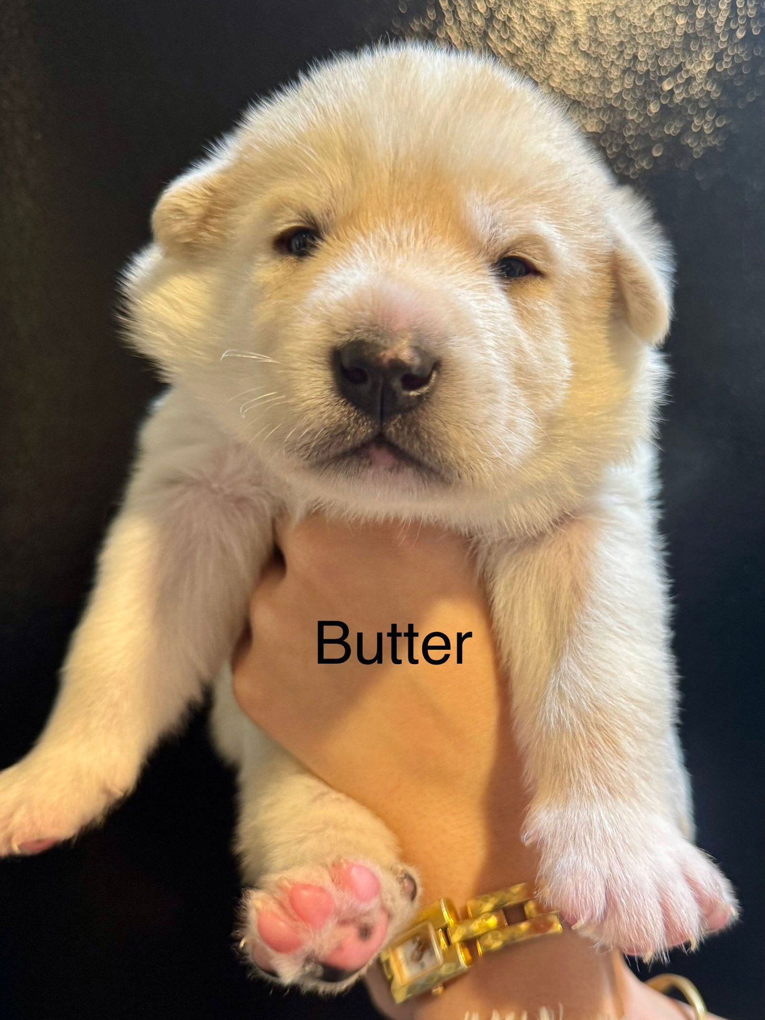 BUTTER - Husky / Great Pyrenees available for adoption