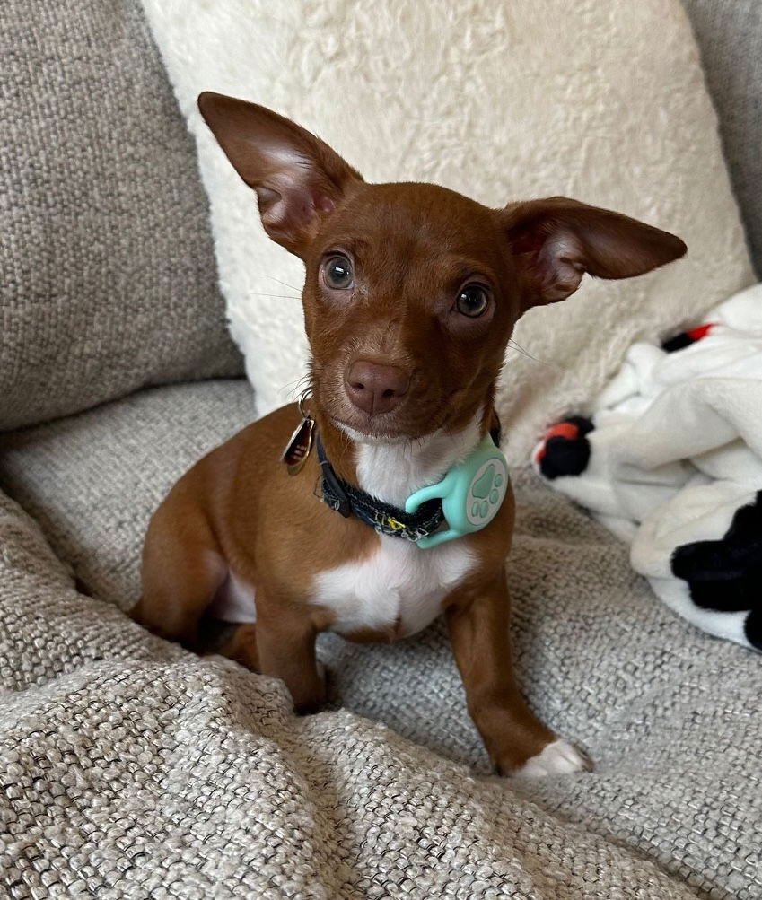 CROQUETTE - Chihuahua / Dachshund available for adoption