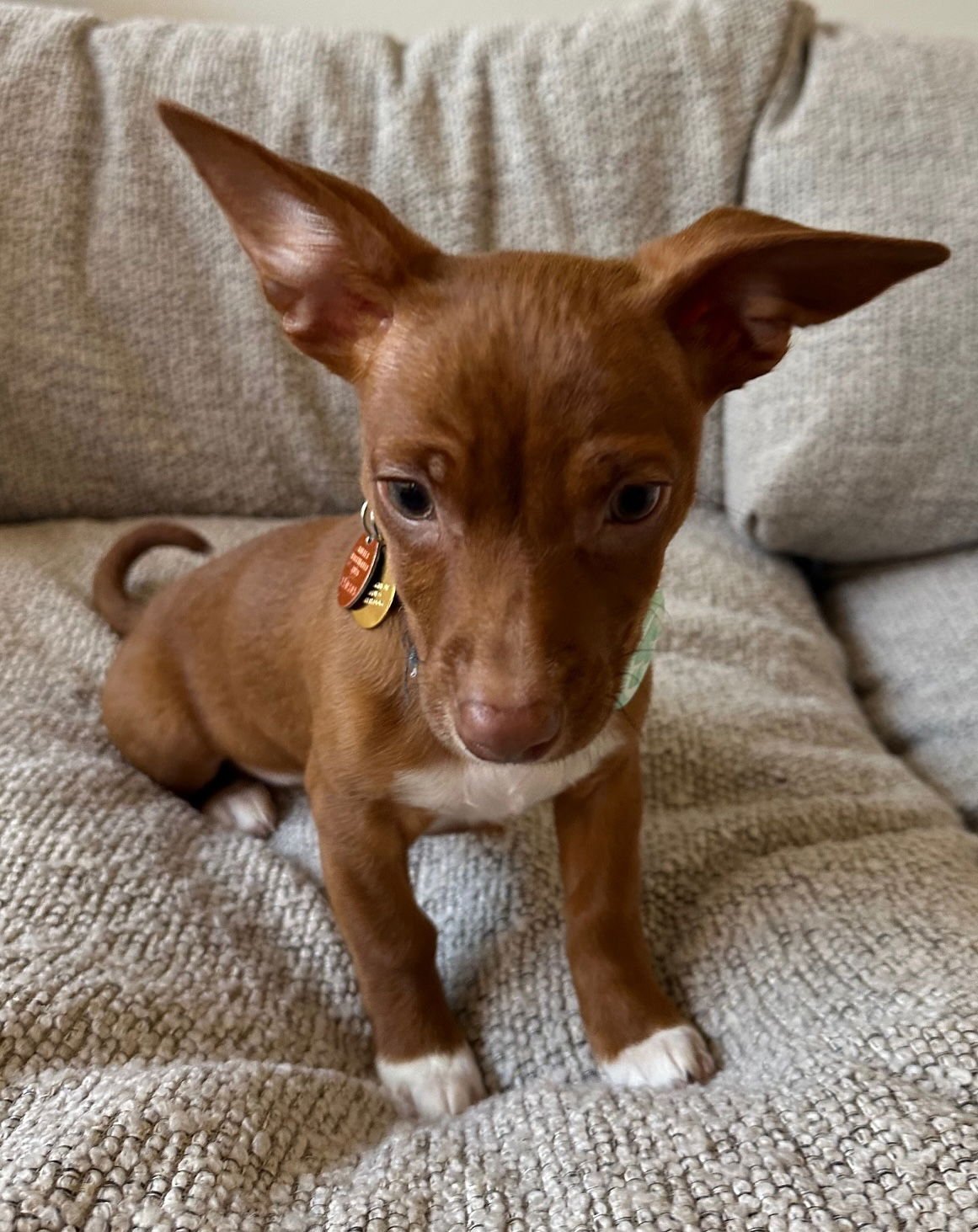 CROQUETTE - Chihuahua / Dachshund available for adoption