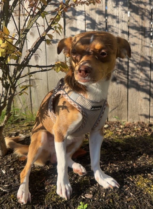 BUCKY - Chihuahua available for adoption