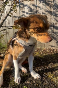 Bucky - Photo 3