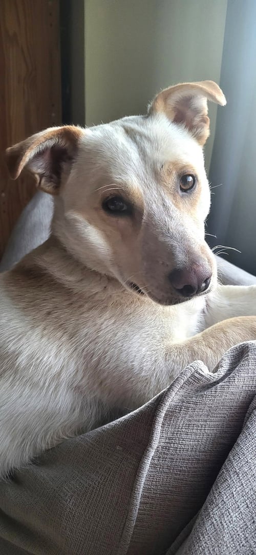 MAC - Labrador Retriever / Corgi available for adoption