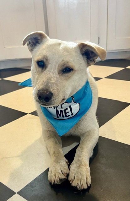 MAC - Labrador Retriever / Corgi available for adoption