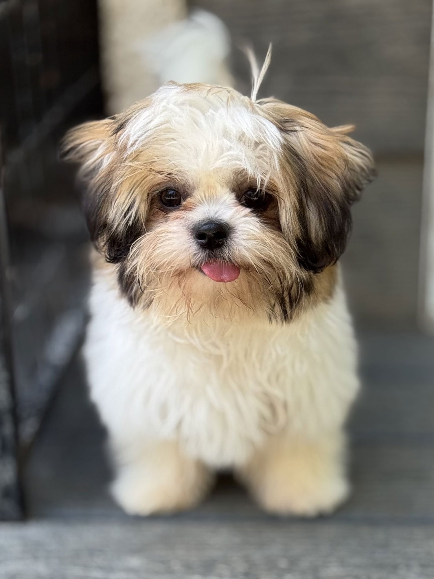 PRETTY - Shih Tzu / Havanese available for adoption