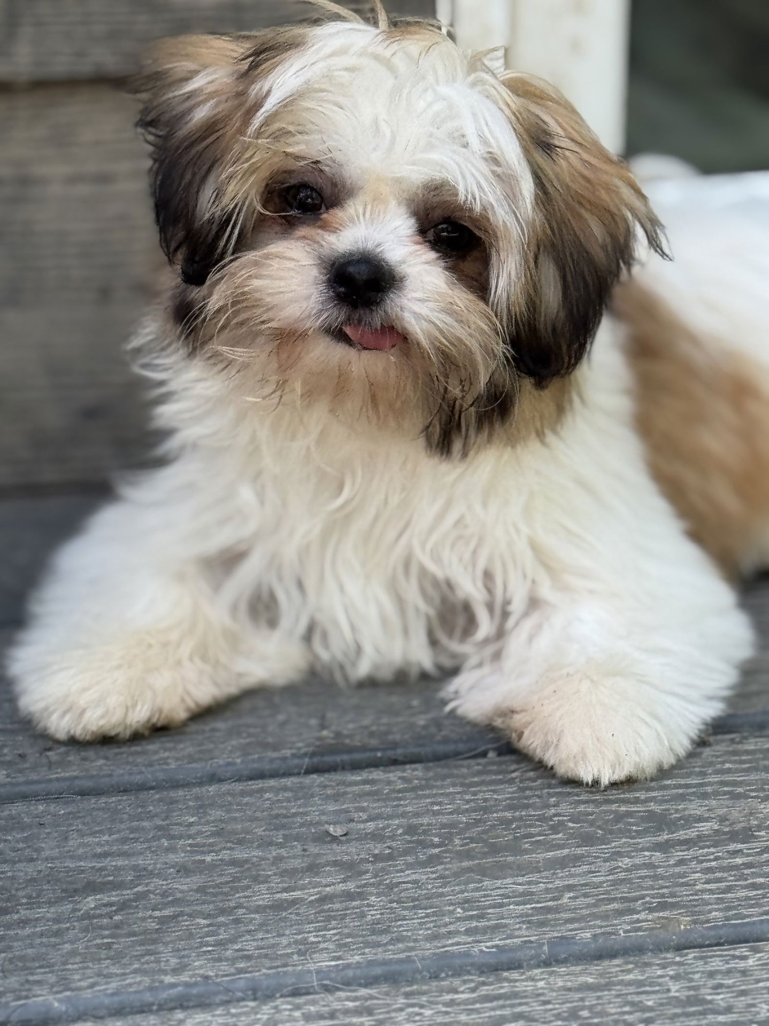 PRETTY - Shih Tzu / Havanese available for adoption