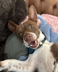 Gus - Photo 2
