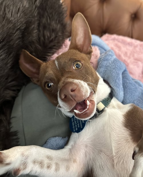 GUS - Chihuahua available for adoption
