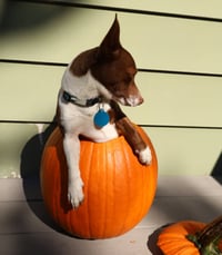 Gus - Photo 3