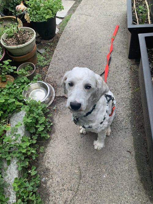 LILO - Poodle (Standard) available for adoption