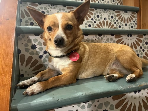 MISTY - Chihuahua available for adoption