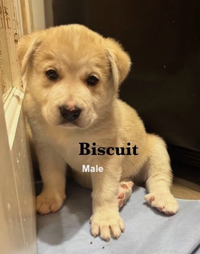 BISCUIT - Great Pyrenees / Husky available for adoption