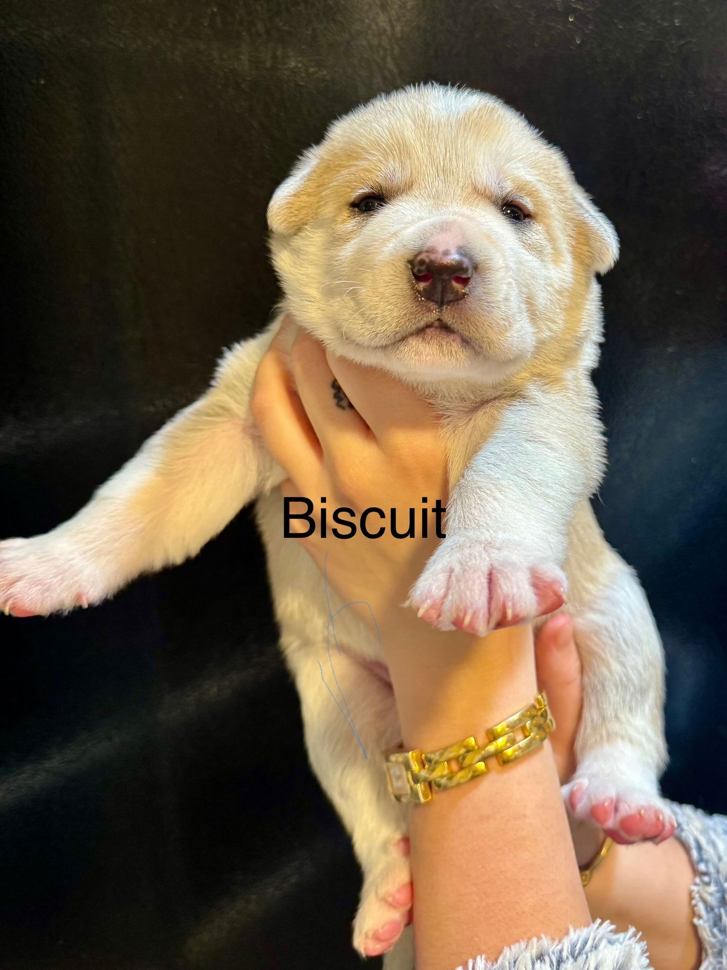 BISCUIT - Great Pyrenees / Husky available for adoption