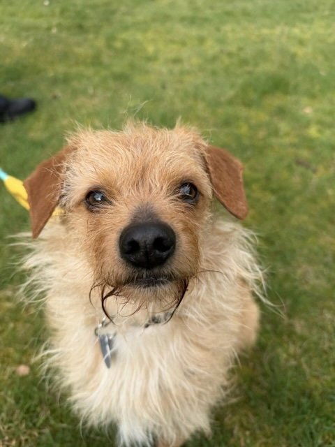 BOWIE - Terrier / Chihuahua available for adoption