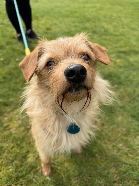 BOWIE - Terrier / Chihuahua available for adoption