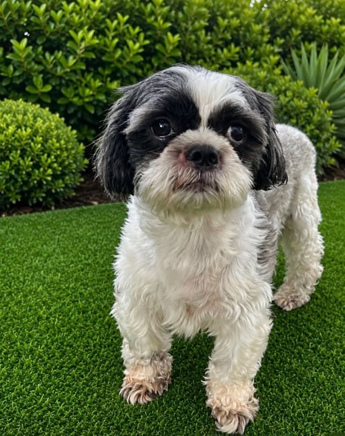 SUGAR AND JOHNNY - Shih Tzu available for adoption
