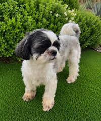 Sugar and Johnny - Photo 2