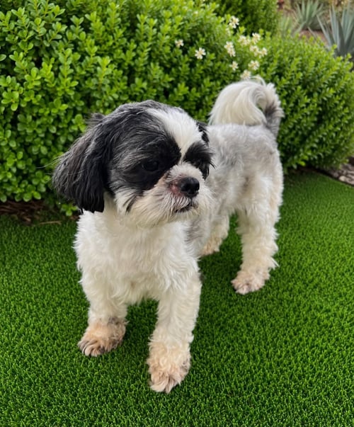 SUGAR AND JOHNNY - Shih Tzu available for adoption