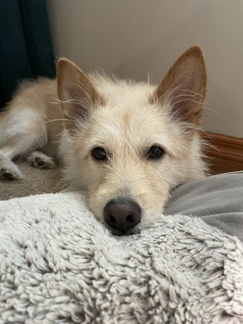 COTTON - Terrier available for adoption