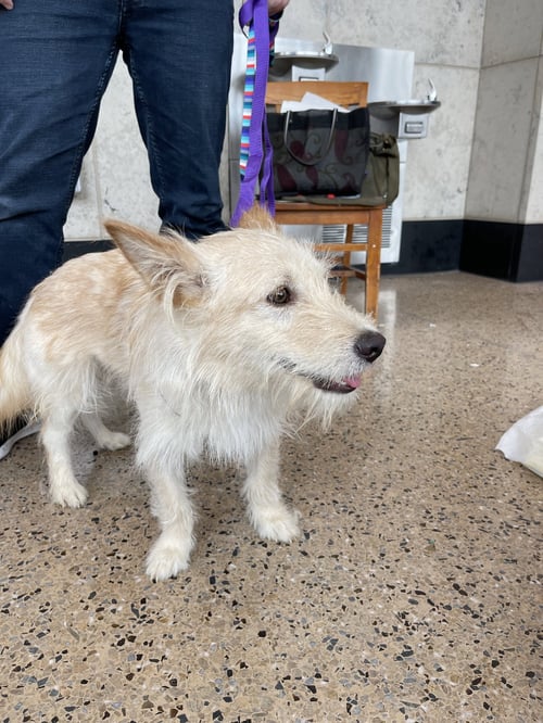 COTTON - Terrier available for adoption