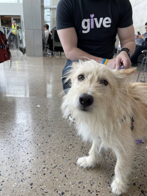 COTTON - Terrier available for adoption