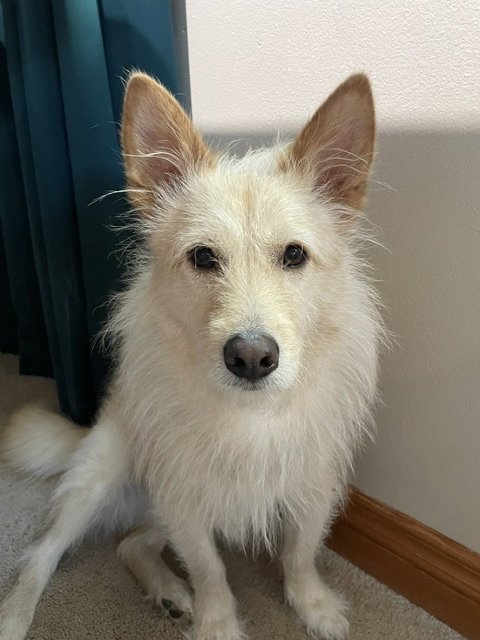 COTTON - Terrier available for adoption