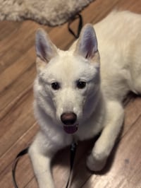 Xarpo - Photo 5