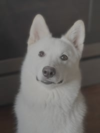 Xarpo - Photo 3