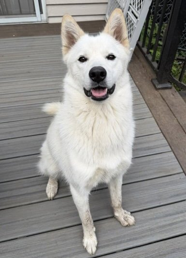 XARPO - Husky available for adoption