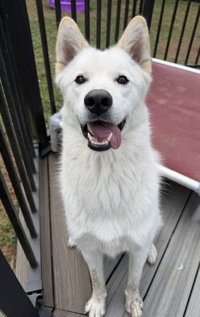 XARPO - Husky for adoption in Bellevue