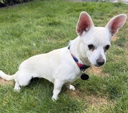 LITTLE GIRL - Chihuahua available for adoption