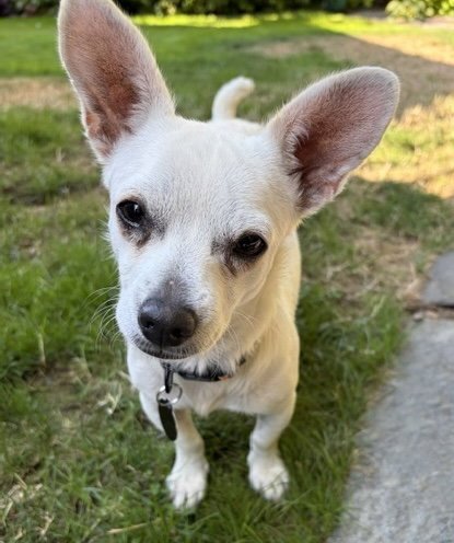 LITTLE GIRL - Chihuahua available for adoption