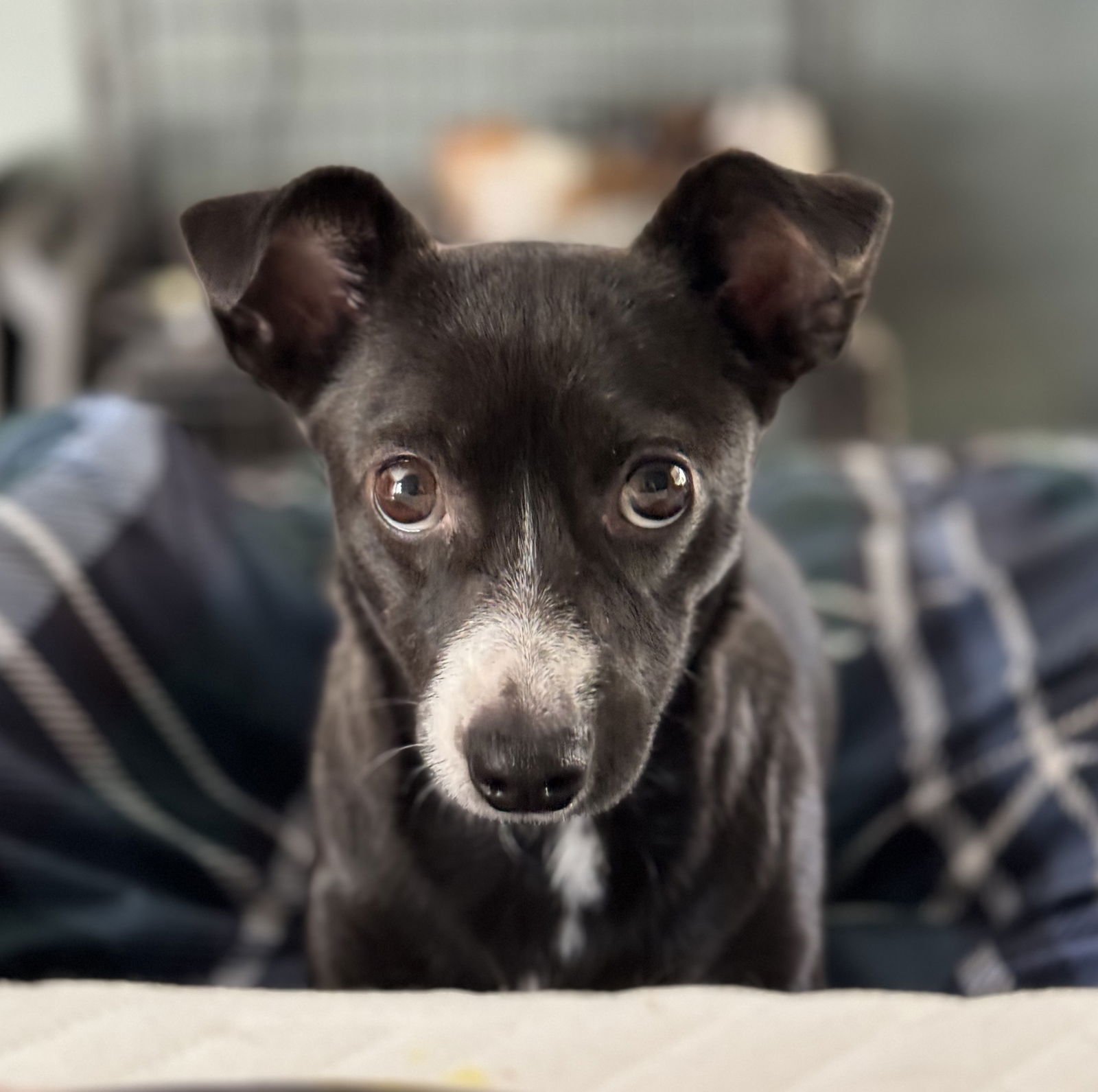 LILY - Chihuahua available for adoption