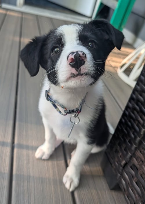 KATE - Collie for adoption in Tacoma