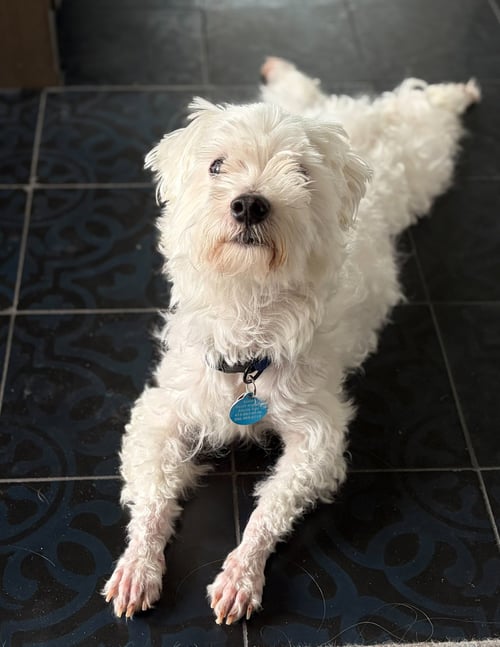 ALEXANDER - Maltese available for adoption