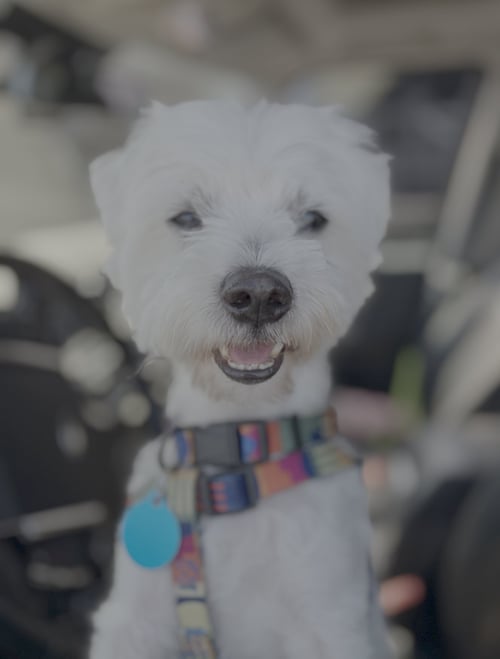 ALEXANDER - Maltese available for adoption