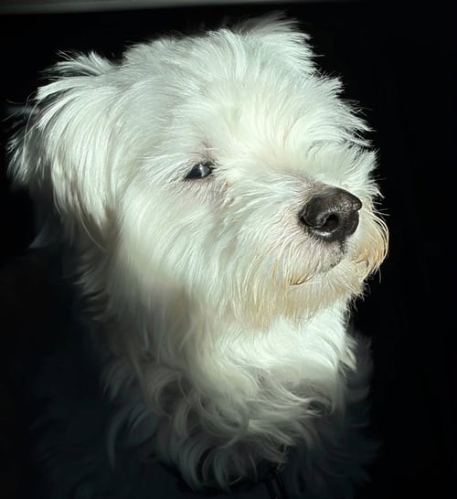 ALEXANDER - Maltese available for adoption
