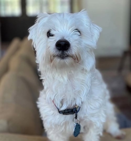 ALEXANDER - Maltese available for adoption