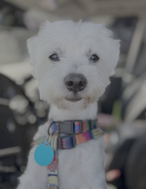 ALEXANDER - Maltese available for adoption