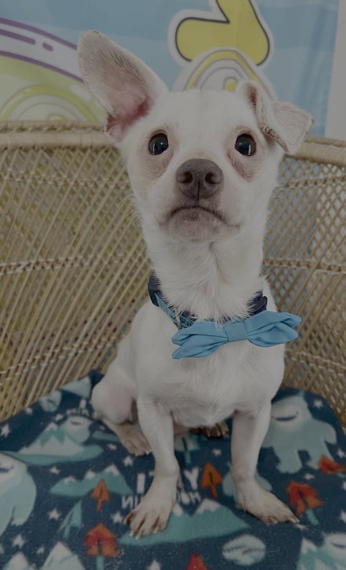 IGGY - Chihuahua available for adoption