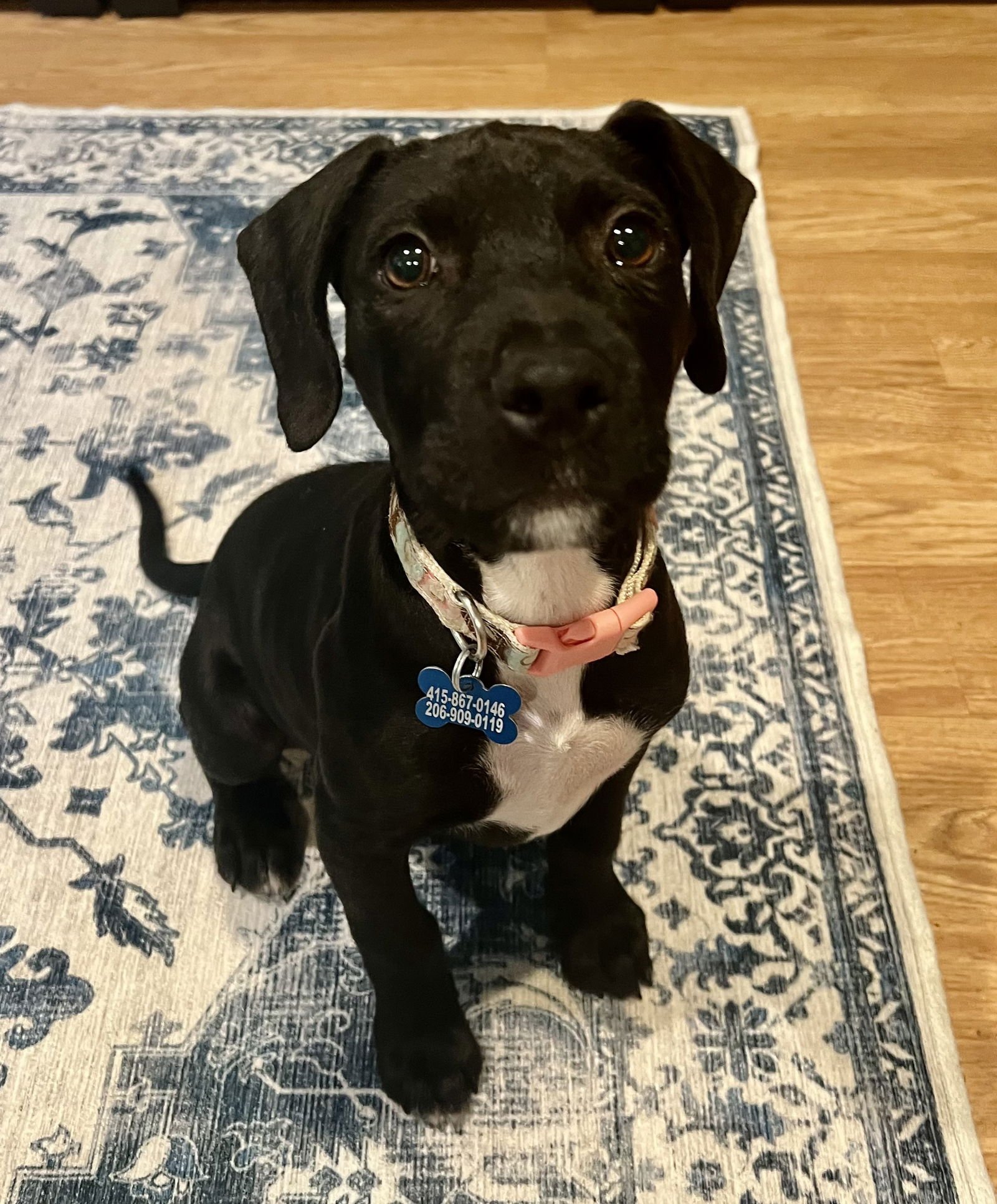 JACK - Pit Bull Terrier available for adoption