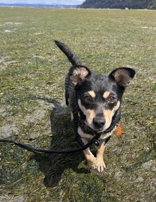 WINNIE - Chihuahua available for adoption