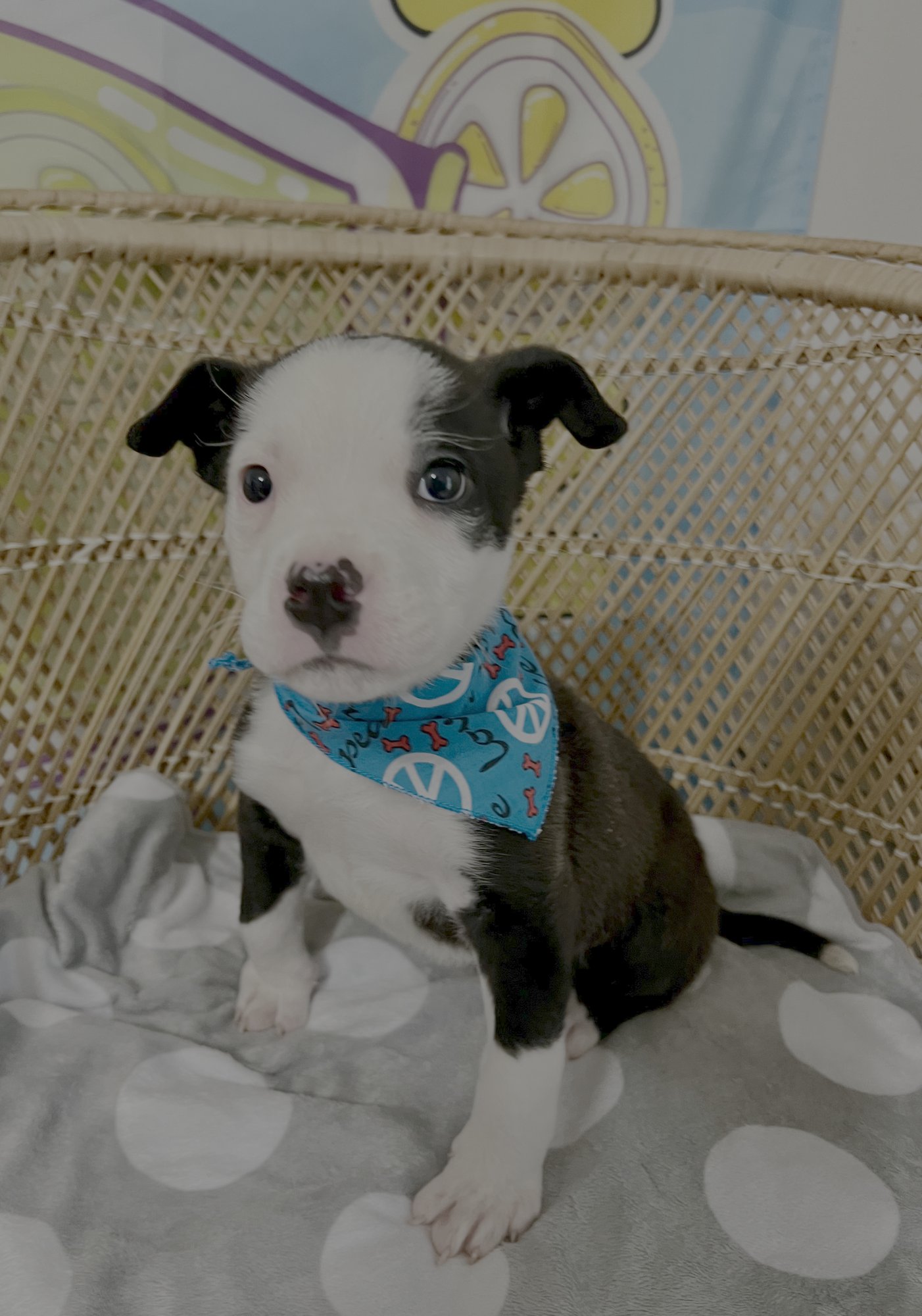 COOPER - Pit Bull Terrier available for adoption