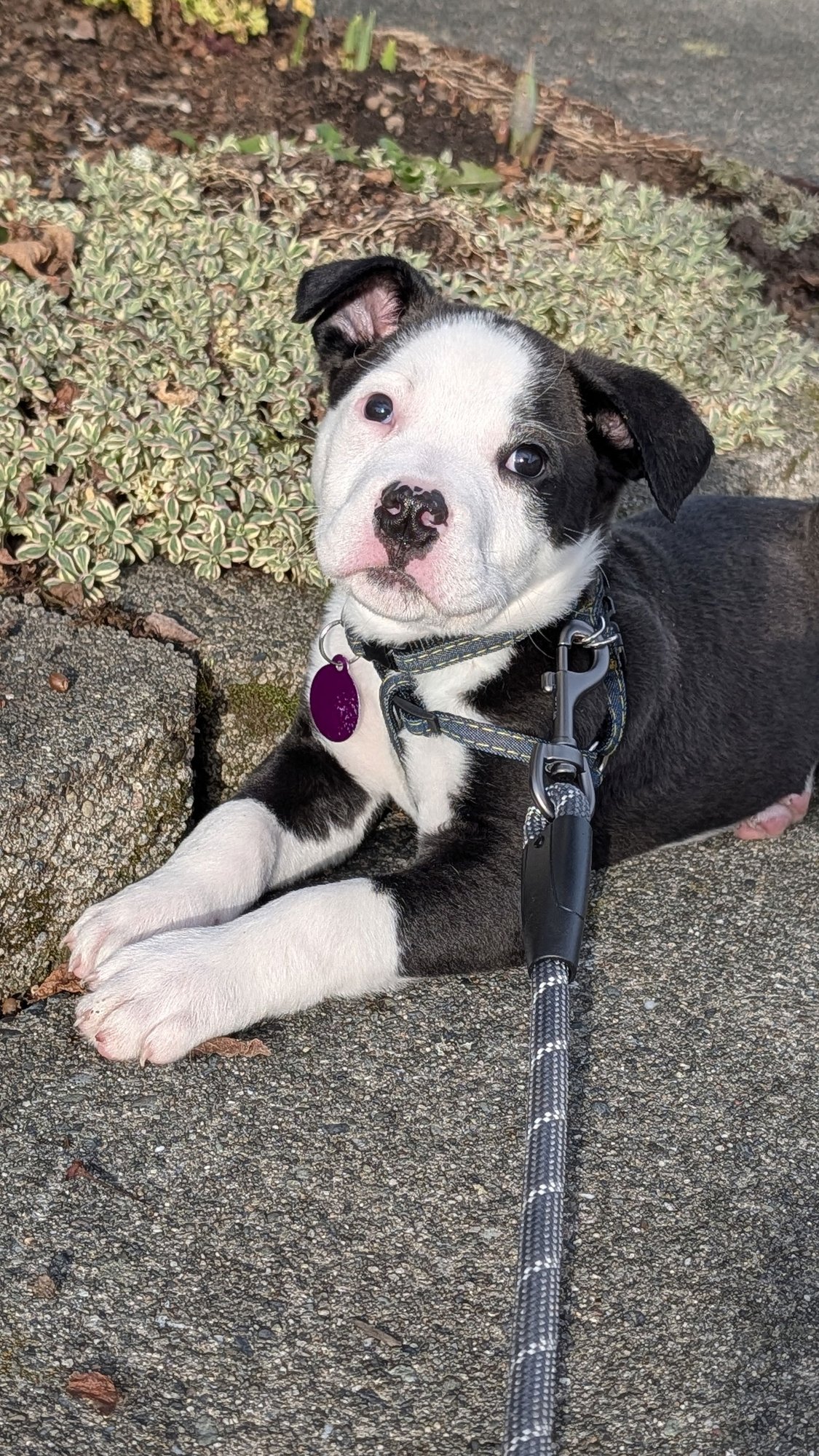 COOPER - Pit Bull Terrier available for adoption
