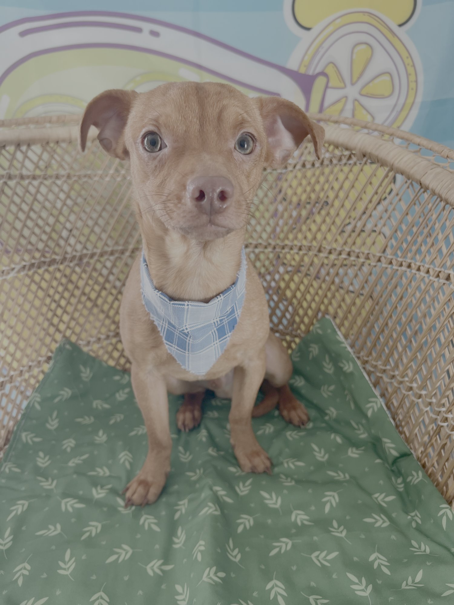 BODI - Chihuahua available for adoption