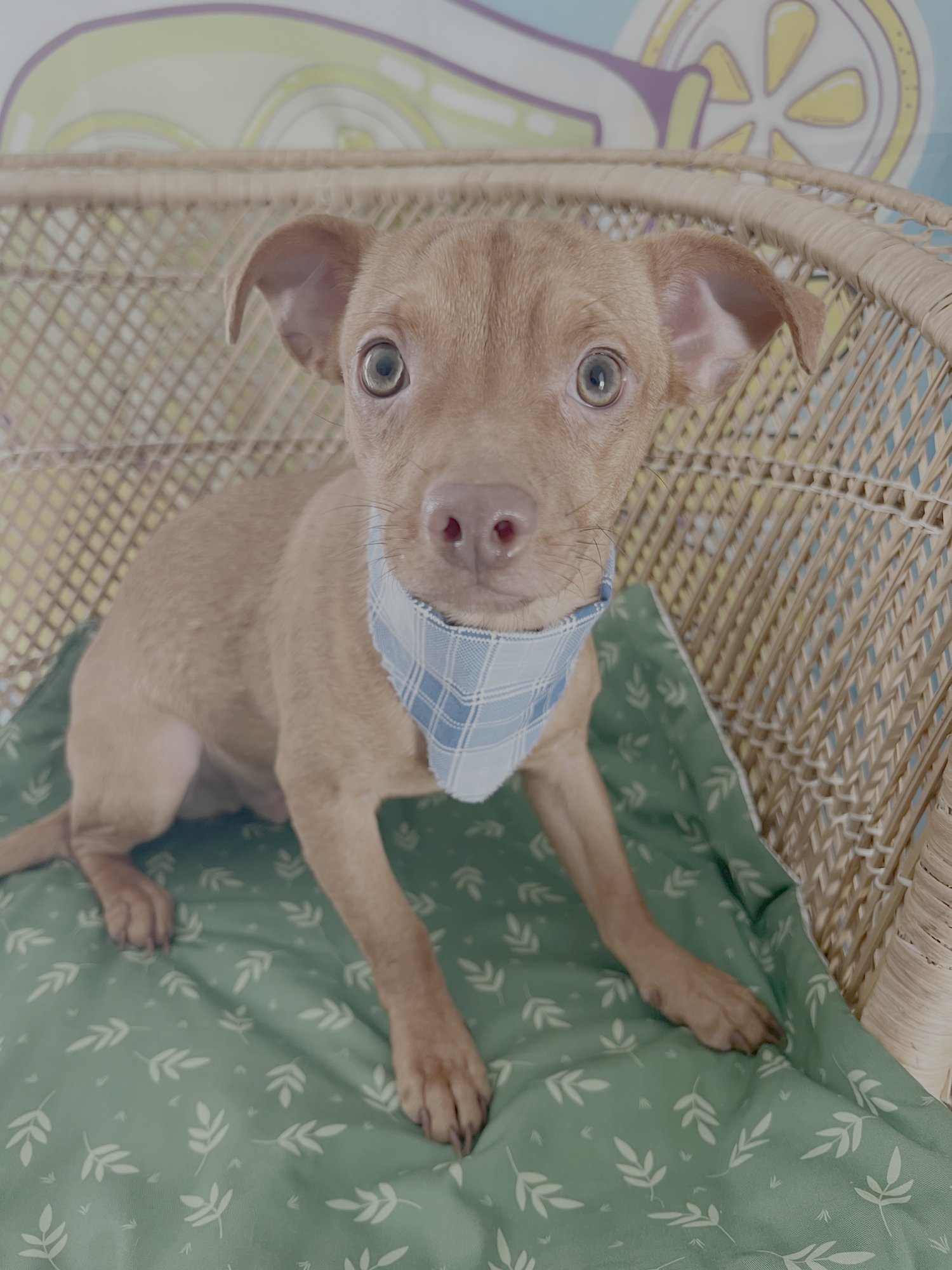 BODI - Chihuahua available for adoption