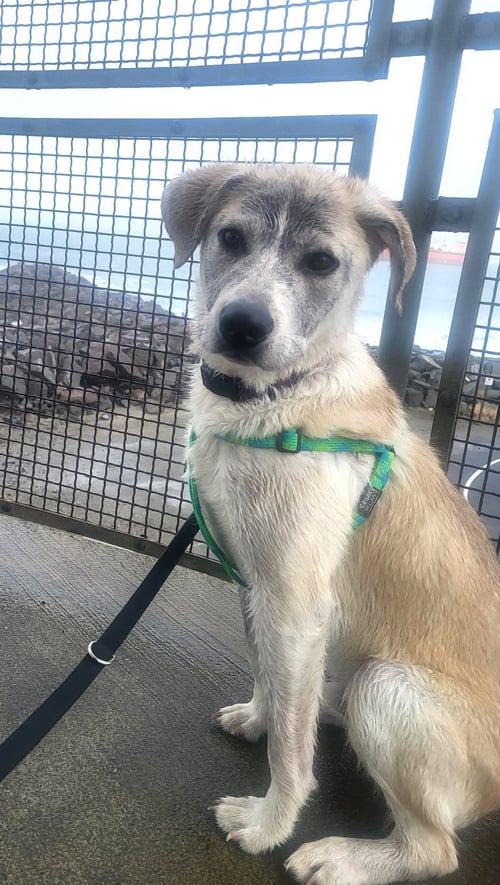 DENALI - Husky available for adoption