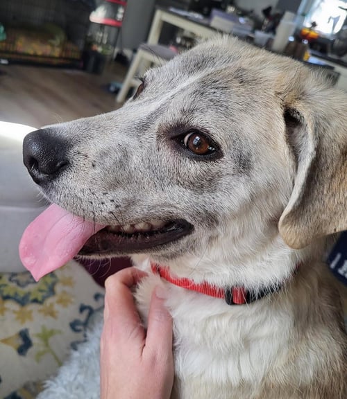 DENALI - Husky available for adoption