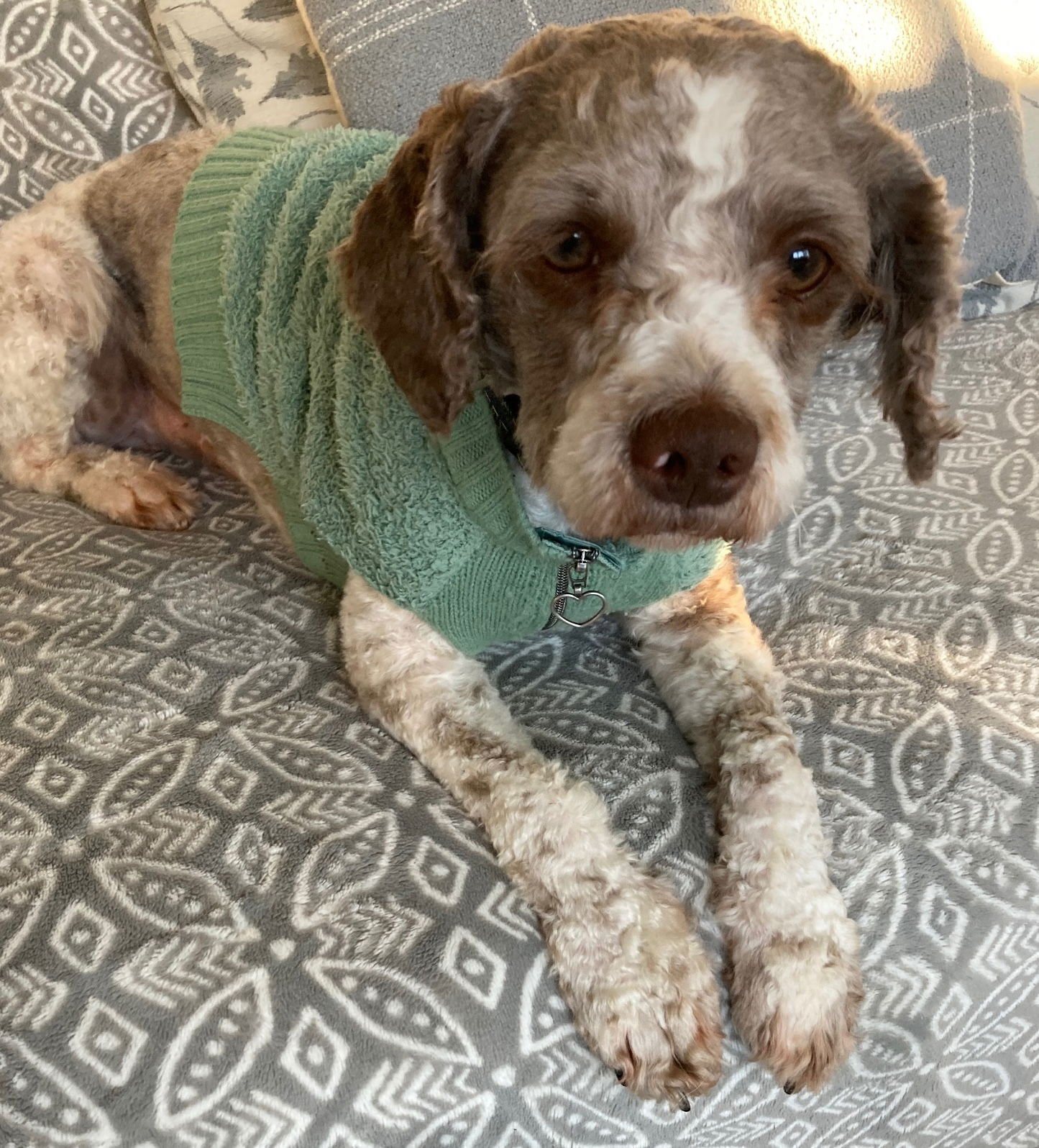 HENRI - Poodle (Miniature) available for adoption